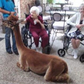 An alpaca visits elderly residents in wheelchairs, providing a joyful interaction.