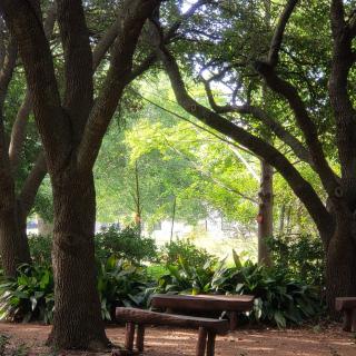 A serene park scene with benches under the shade of large trees.
