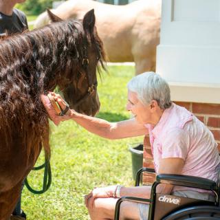 An elderly person in a wheelchair gently interacts with a horse outdoors, showcasing a moment of animal therapy.