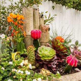 A vibrant garden featuring a variety of colorful flowers and succulents.