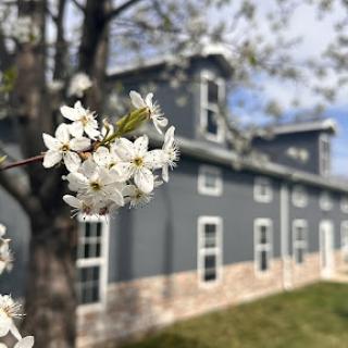A close-up of delicate white flowers against a charming gray house backdrop in spring.