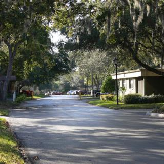 A serene neighborhood street lined with lush trees, basking in the warm sunlight.