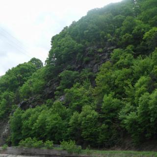 A lush, green hillside covered with dense trees under a cloudy sky.