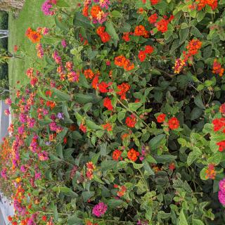 A vibrant garden filled with colorful blooming flowers.