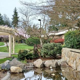 A serene garden landscape featuring a small pond surrounded by rocks and lush greenery.