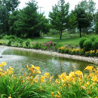 A serene garden with a pond surrounded by vibrant yellow flowers and lush greenery.