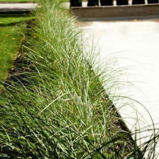 A neatly trimmed row of grass lines a concrete walkway in an outdoor setting.