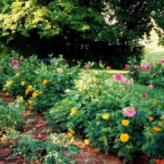 A vibrant garden with blooming flowers in a sunny outdoor setting.