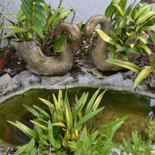 A small garden pond surrounded by decorative plants and greenery.