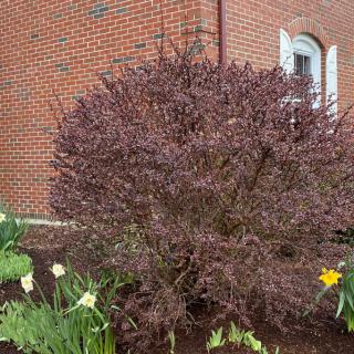 A red-leaved shrub in a garden bed next to a brick building.