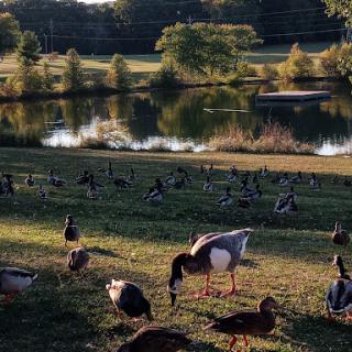 A peaceful scene at the park with ducks and geese enjoying the evening by the water.