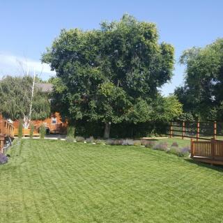 A sunny backyard garden with a neatly mowed lawn, surrounded by trees and a wooden fence.