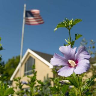 A vibrant flower blooms in a garden with an American flag waving over a house on a sunny day.