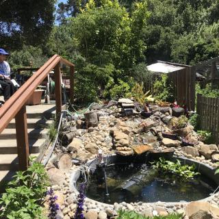 A tranquil garden scene featuring a small pond surrounded by lush greenery and a wooden walkway.