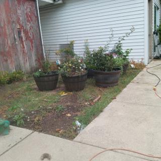 A serene outdoor garden area featuring various potted plants beside a concrete pathway.