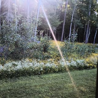 A serene view of a sunlit forest scene, featuring blooming wildflowers and lush greenery.
