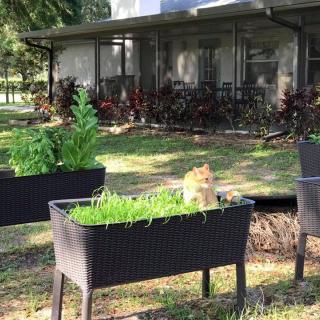 A peaceful garden scene with raised planters and a house in the background.