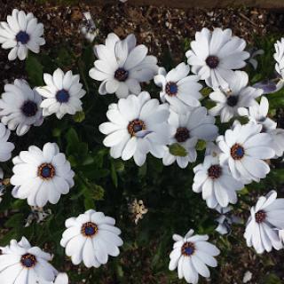A vibrant cluster of white daisies blooming in a garden.