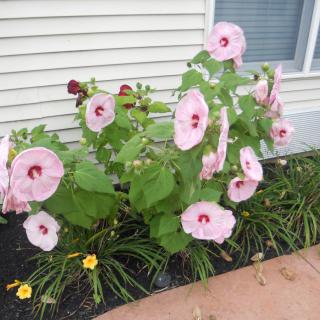 A garden with vibrant pink hibiscus flowers blooming next to a building.