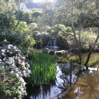 A serene garden featuring a gentle waterfall surrounded by lush greenery and vibrant flowers.
