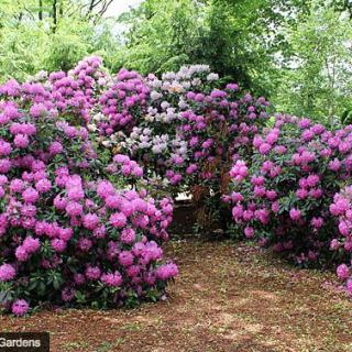 A lush garden filled with vibrant pink rhododendron bushes.