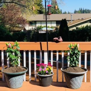 Potted plants and flowers are arranged on a sunny deck.
