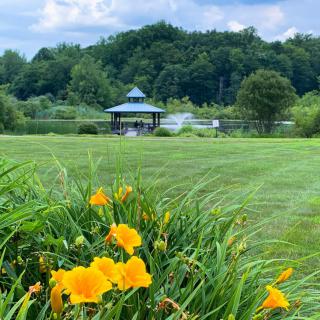 A picturesque view of a park featuring vibrant yellow flowers, a gazebo, and lush greenery.
