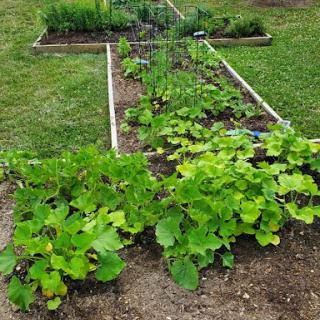A thriving vegetable garden with lush green plants growing in organized raised beds.