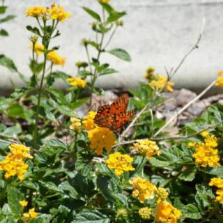 A butterfly perched on vibrant yellow flowers in a garden setting.