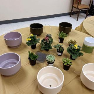 A collection of small succulents and pots arranged on a table.