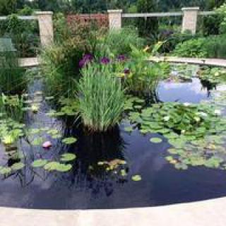 A serene garden pond adorned with water lilies and lush aquatic plants.