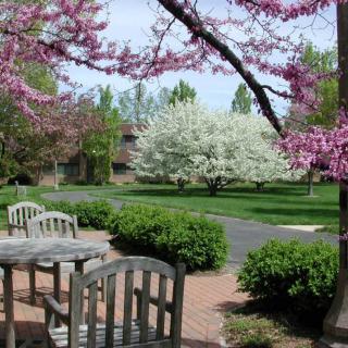 A peaceful garden scene with blossoming trees and outdoor seating.