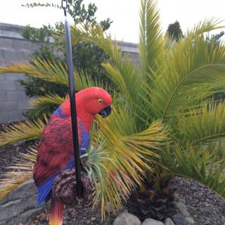 A vibrant red and blue parrot perched near a tropical plant in an outdoor setting.