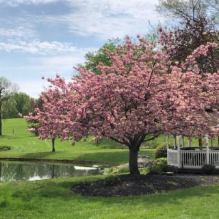 A picturesque spring scene featuring a cherry blossom tree in full bloom beside a gazebo near a tranquil pond.