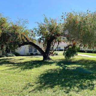 A beautiful tree casts a shadow on the lush green grass under a clear blue sky.