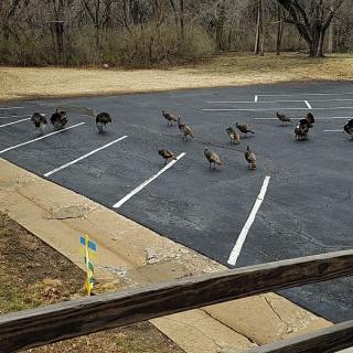 A flock of turkeys wandering through a parking lot.