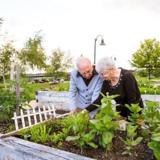 An elderly couple tending to a community garden.