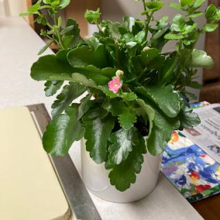 A vibrant succulent with lush green leaves and a delicate pink flower, adding life to the indoor space.