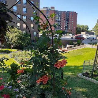 A vibrant garden with blooming flowers set against an urban backdrop.