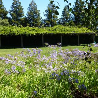 A lush garden with vibrant flowers and tall trees under a clear blue sky.