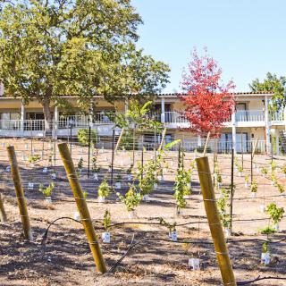 A vineyard with young plants in front of a building surrounded by trees.