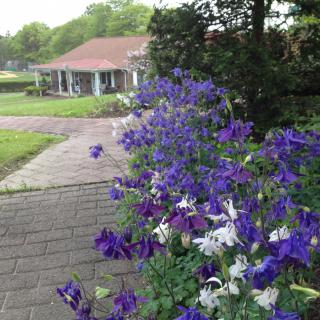 A garden pathway lined with vibrant purple and white flowers leading to a house.