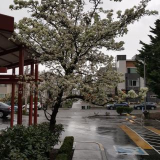 A blossoming tree lines a wet, overcast urban street with cars and buildings in the background.
