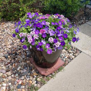 A vibrant planter filled with purple flowers, enhancing the outdoor space.