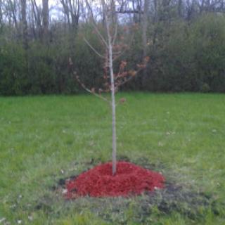 A newly planted tree surrounded by red mulch in a grassy area.