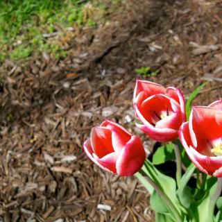 A cluster of vibrant red tulips blooming in a garden.