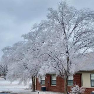 Snow-covered trees and a house on a winter day.