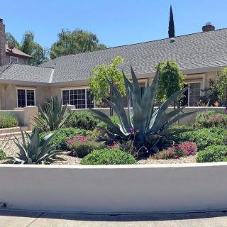 A suburban house with a well-maintained front yard featuring large agave plants and various greenery under a clear blue sky.