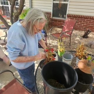An elderly woman enjoys gardening, potting plants in her outdoor space.