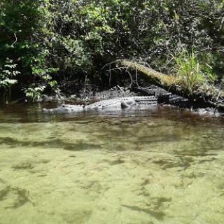 A crocodile partially submerged in a river surrounded by lush greenery.